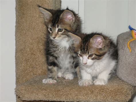 <b>Maine</b> <b>Coon</b> <b>cats</b> are known for their large size, striking appearance, and friendly temperaments. . Maine coon kittens for sale dallas